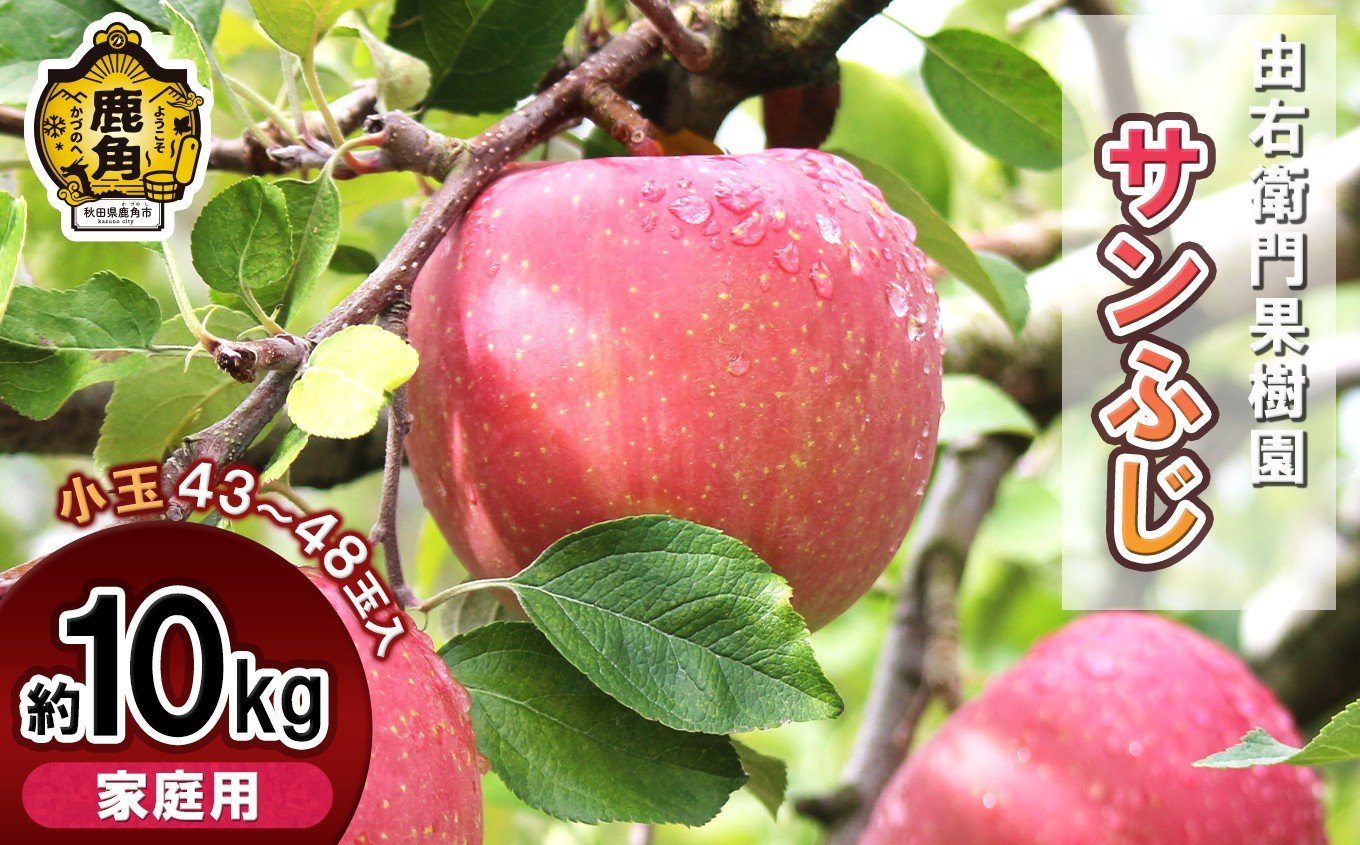 
            由右衛門果樹園 りんご 家庭用「サンふじ」小玉 約10kg ( 43～48玉 )【由右衛門果樹園】●2026年1月上旬発送開始 りんご リンゴ 訳あり 完熟 旬 県産りんご お中元 お歳暮 グルメ ギフト 故郷 秋田 あきた 鹿角市 鹿角 送料無料
          