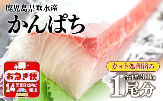 E5-2601／極上カンパチ (捌き前4kg保証) 1尾分 / カット処理済