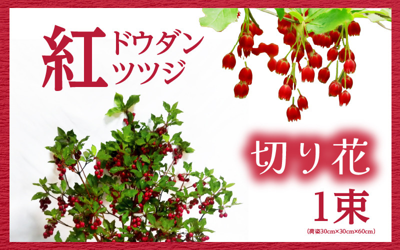 
                  【先行予約】紅ドウダンツツジ　切り花【2027年4月20日から5月10日まで発送】【ツツジ つつじ お花 花 はな フラワー 花 切り花 植物 家庭菜園 花壇  園芸 鉢物】 [m47-a002]
                