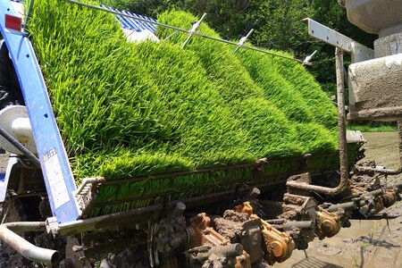 【令和7年産】【定期便】浜田市弥栄町産「秘境奥島根弥栄」つや姫5割減（5kg×6回コース）【090_1867】