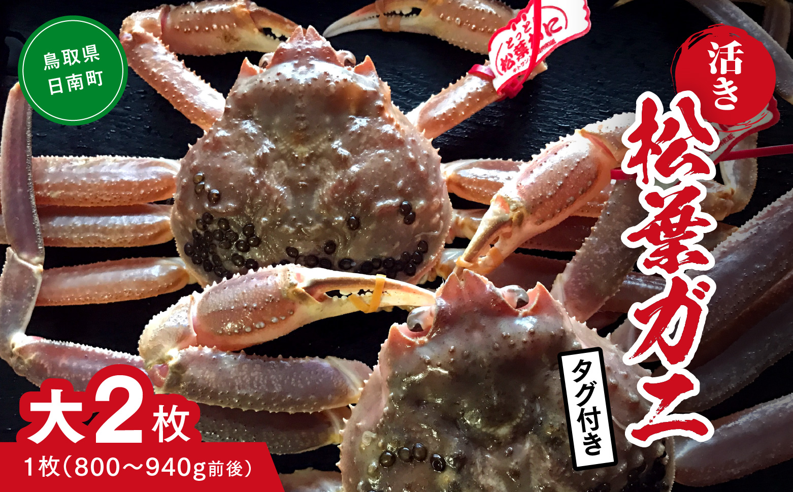 【活き】タグ付き松葉ガニ 大 2枚 (1枚800～940g前後) カニ 蟹 松葉ガニ 松葉がに かに 鳥取 高間商店 日南町