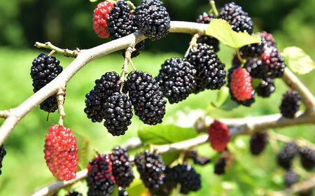 桑の実 ワイン （辛口） 500ml×1本【株式会社 峯樹木園】[AYBM005]