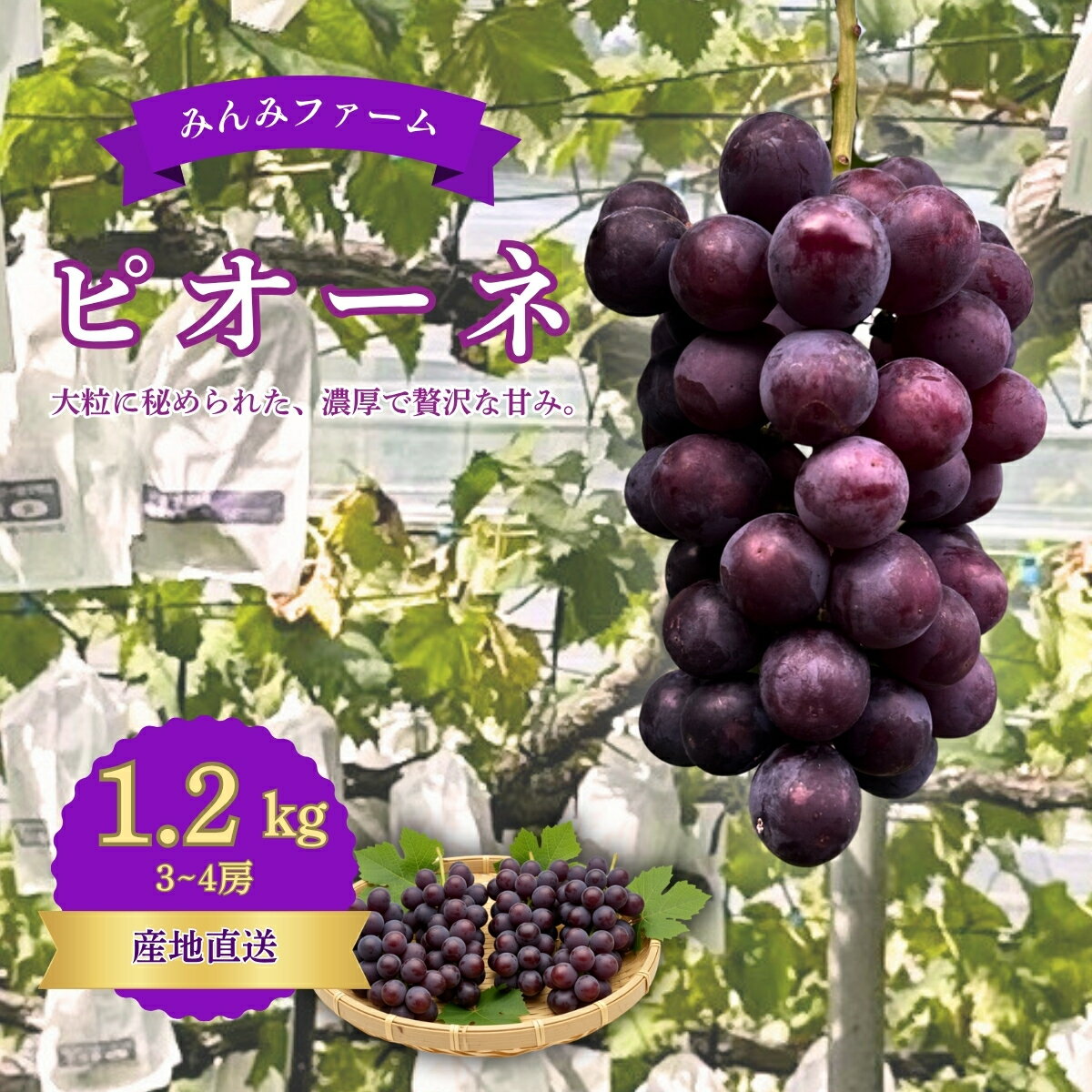 【ふるさと納税】みんみファーム　ぶどう　ピオーネ　3～4房（1.2kg）予約受付フルーツ特産品産地直送送料無料期間限定数量限定美味しいおすすめ8月9月旬ぶどう葡萄