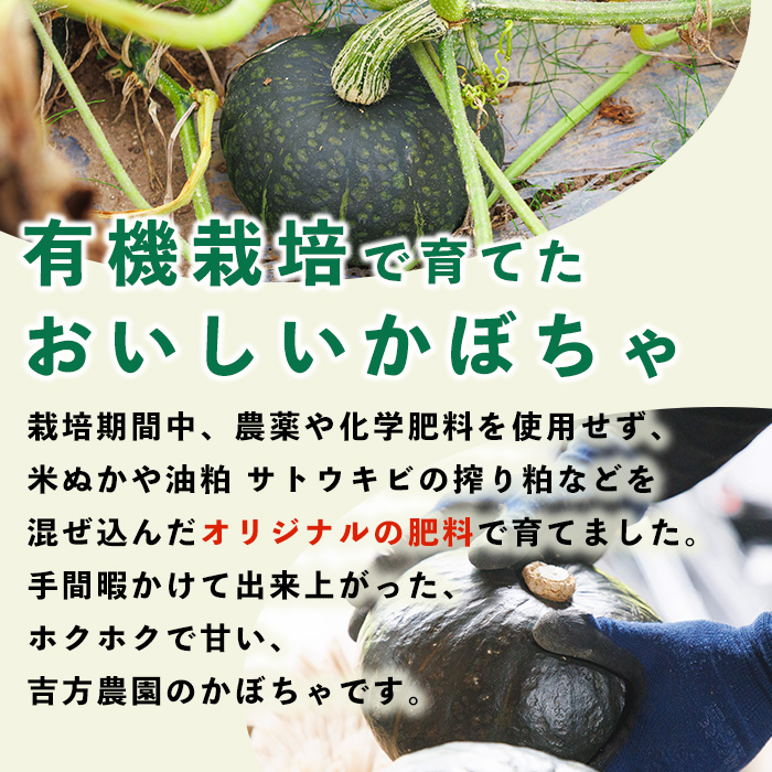 北海道士別産 かぼちゃ ほろほろ (8kg)【9月下旬以降準備ができ次第発送】 北海道産 国産 カボチャ 南瓜 野菜 煮物 サラダ 天ぷら 甘い 味覚の秋 【吉方農園】【B7151】