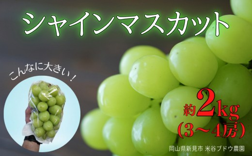 シャインマスカット 約2kg 3～4房 岡山県新見市 米谷ブドウ農園 【先行予約 2026年10月から順次発送】