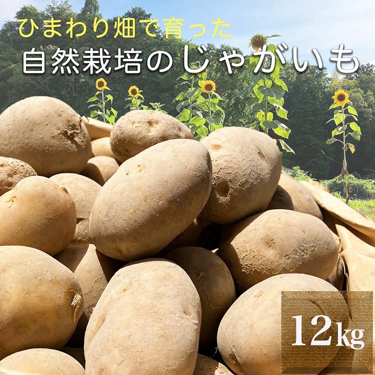 【先行予約】ひまわり畑で育った自然栽培のじゃがいも 12kg 京都府・亀岡産 かたもとオーガニックファームよりお届け ｜ 訳あり じゃがいも 芋 小さめ サイズ小 野菜 産地直送 ※離島への配送不可 ※7月～12月頃より順次発送予定