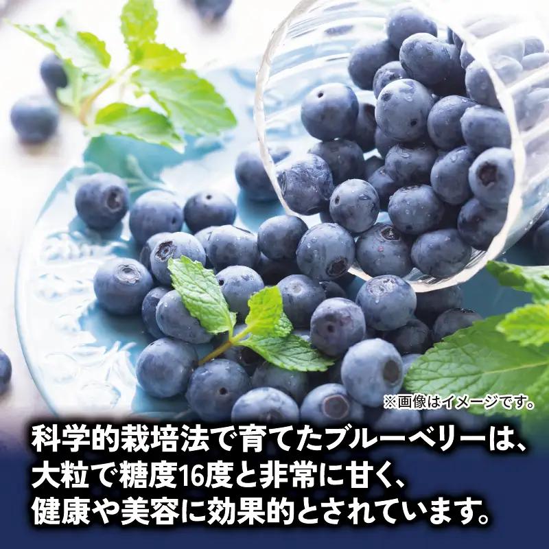 ブルーベリー 350g 大粒 【 ブルーベリー 】