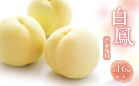桃 2026年 数量限定 白桃 白鳳 約1.6kg6～8玉ご家庭用 桃