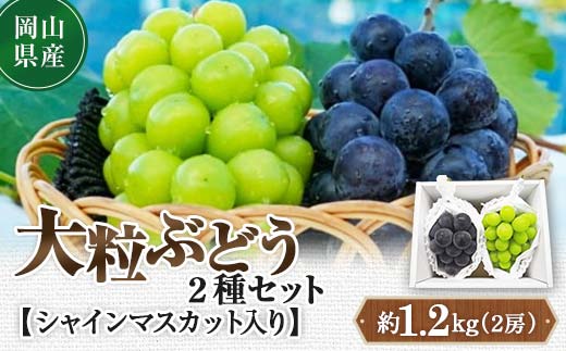 先行予約 2024年10月発送開始予定 岡山県産 大粒ぶどう2種セット シャインマスカット入り TY0-0334