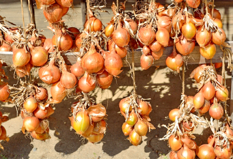 A-1065 益田産手みがき玉葱 10kg