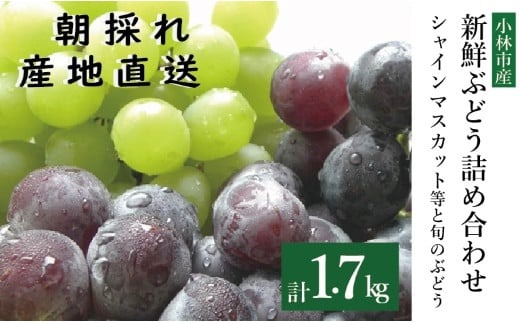 【A049先行予約受付・産直もぎたて】新鮮ぶどう詰め合わせ（シャインマスカットと旬のぶどう）1.7kg（果実 フルーツ ぶどう マスカット 2024 先行予約 人気 限定 宮崎 小林市）
