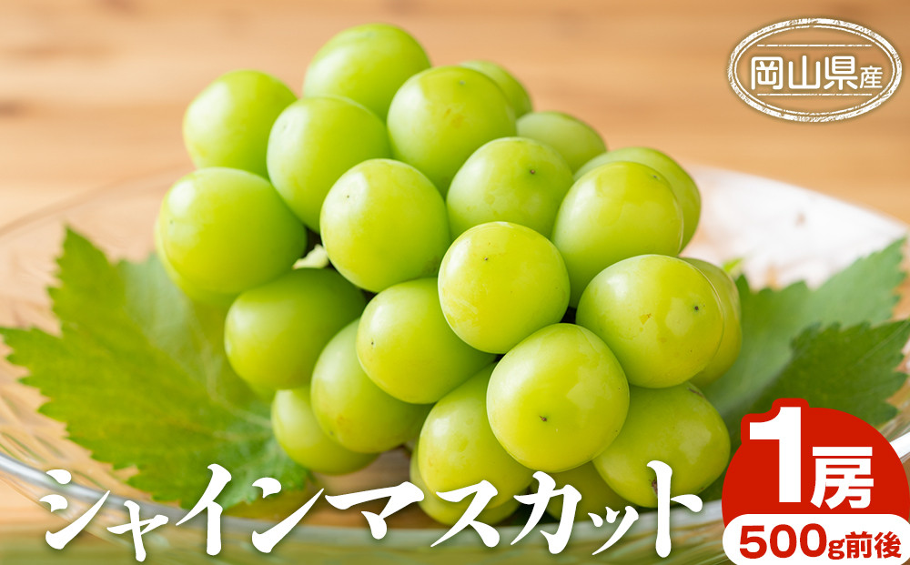ぶどう 2026年 シャインマスカット 1房 500g前後 岡山県産