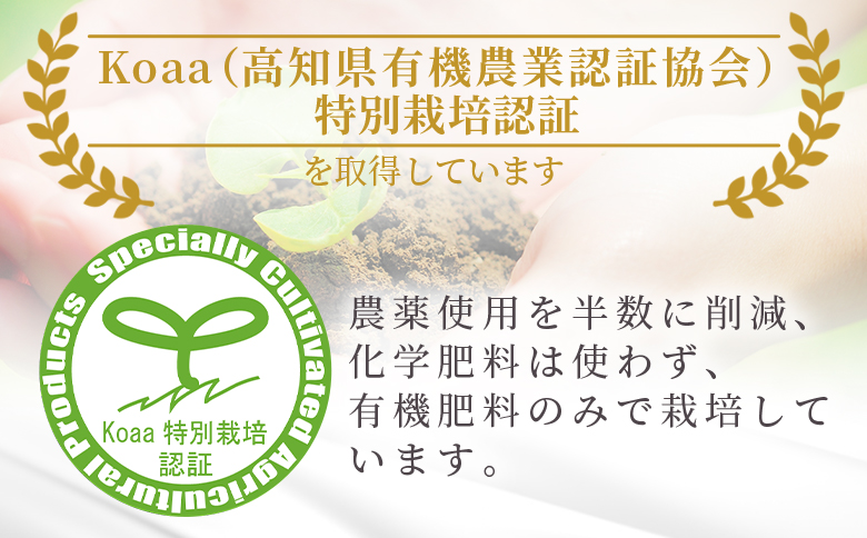 【2回定期便】ふじ農園の露地みかん 訳あり品 10kg(2S～M) - 5kg×2箱 計10kg 国産 小玉 蜜柑 ミカン 柑橘 果物 フルーツ 訳アリ ご家庭用 自宅用 ふじ農園 高知県 香南市【常