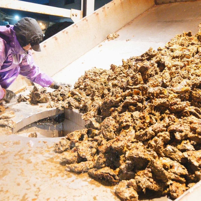 広島　安芸津産　殻付き牡蠣　カンカン焼き　約15～20個【配送不可：離島】