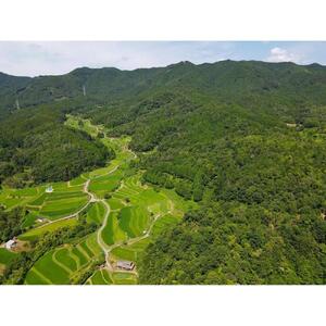 栽培期間中農薬・化学肥料不使用 白米粒が光る棚田米 滋賀県大津産 白米10kg
