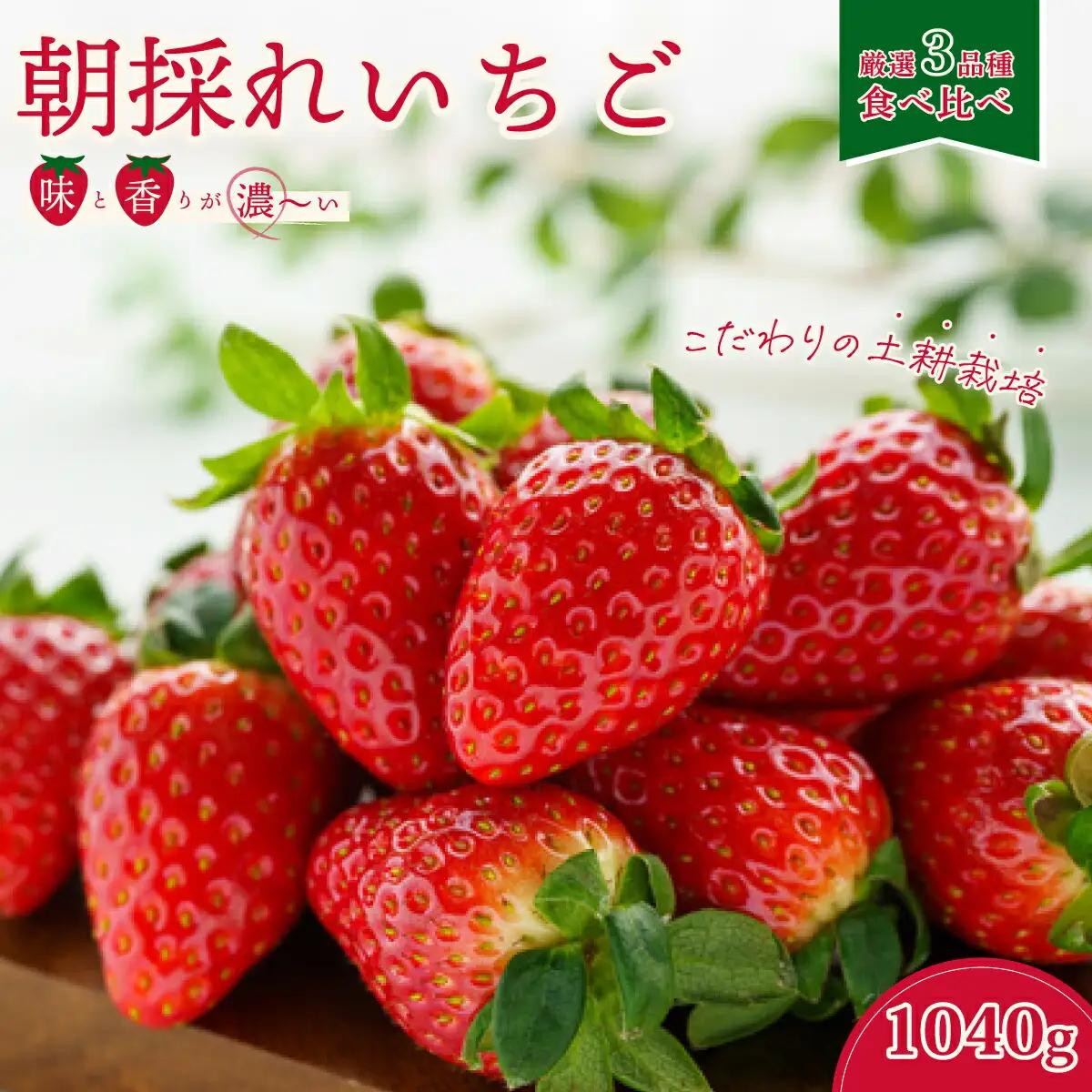 いちご 厳選朝採れいちご3種  食べ比べセット 4パック×1箱