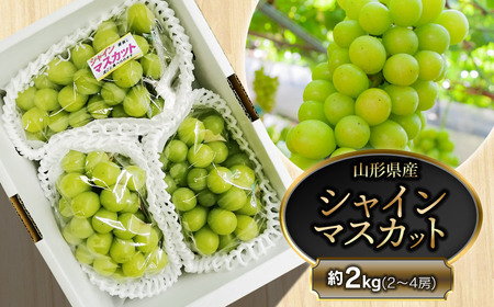 【令和8年産先行予約】鶴岡市産 シャインマスカット 約2kg（2～4房） 　齋藤農園（齋藤 英喜）