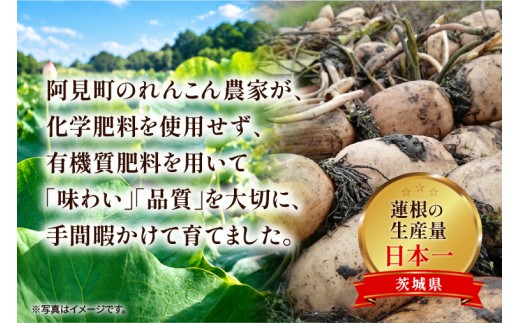 先行予約 れんこん 2kg お多福れんこん 蓮根 レンコン 農家直送 産地直送 新鮮 野菜 根菜 有機肥料 【2026年9月より順次発送】（111-01）