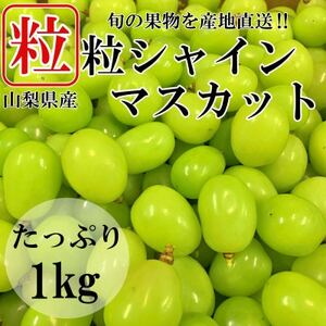 2025年先行受付【訳あり】山梨県山梨市産　シャインマスカット　粒　約1kg【配送不可地域：離島】【1459681】