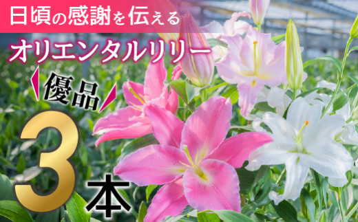 
日頃の感謝を「花束」で、オリエンタルリリー【優品3本】Osy-A13 誕生日 植物 フラワー ギフト プレゼント
