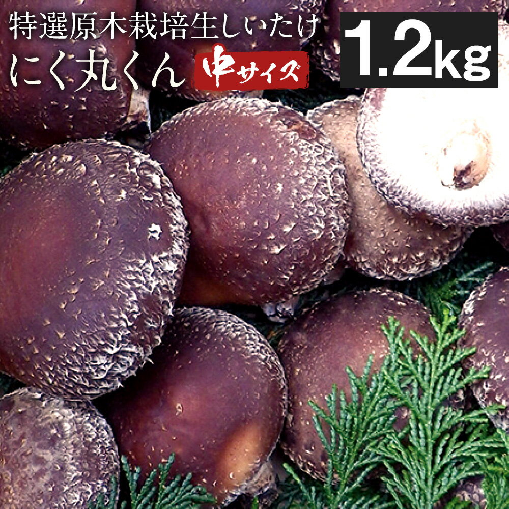 【ふるさと納税】【先行受付】特選原木栽培生しいたけ にく丸くん 中サイズ 1.2kg 生椎茸 しいたけ きのこ 熊本県人吉産 九州 冷蔵 送料無料【2025年10月下旬～2026年2月上旬順次発送予定】