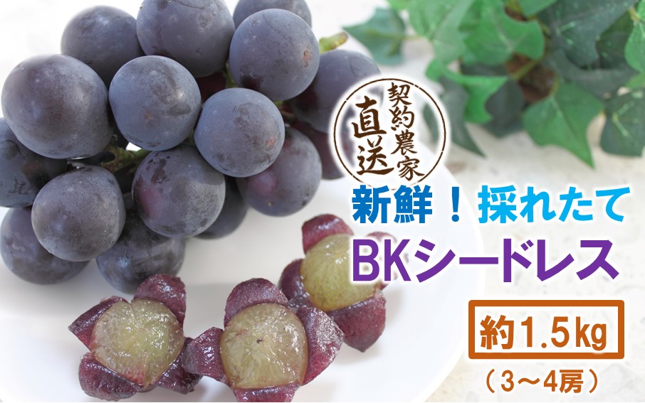 テレビで紹介されました！【先行予約】【令和8年発送】農家直送！ 新鮮！ 朝づみぶどう BKシードレス 種なし 約1.5kg フルーツ 果物 贈答 大分県産 採れたて_2657R-2
