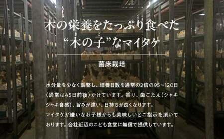 【6ヶ月定期便】長五郎 まいたけ 株500g×2 ほぐし300g×2 計9.6kg | きのこ きのこ  きのこ きのこ きのこ
