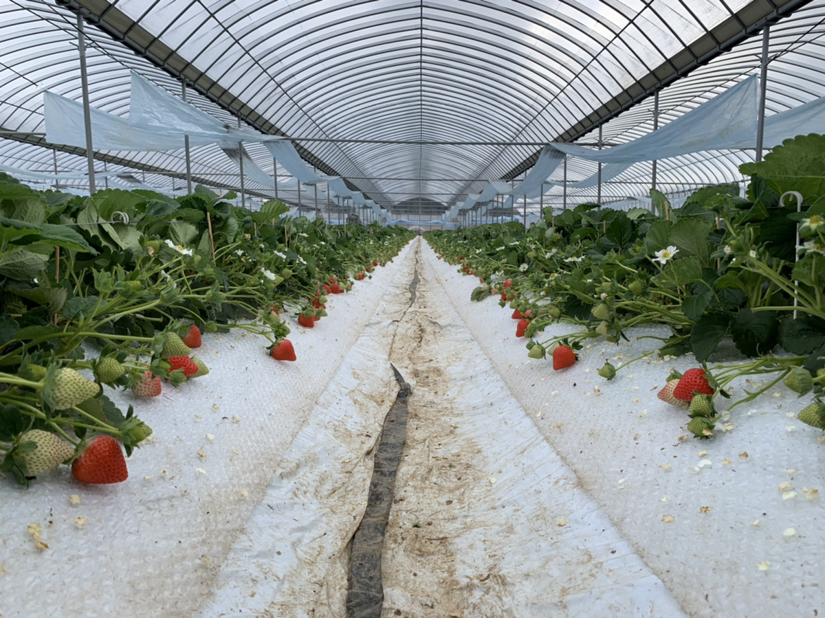 【3月発送】 先行予約 いちご 「さちのか」「恋みのり」 詰め合わせ 約250g×4パック 宇城市産いちご 熊本県産いちご 宇城市産いちご 熊本いちご 国産いちご いちご4パック 2026年3月上旬発