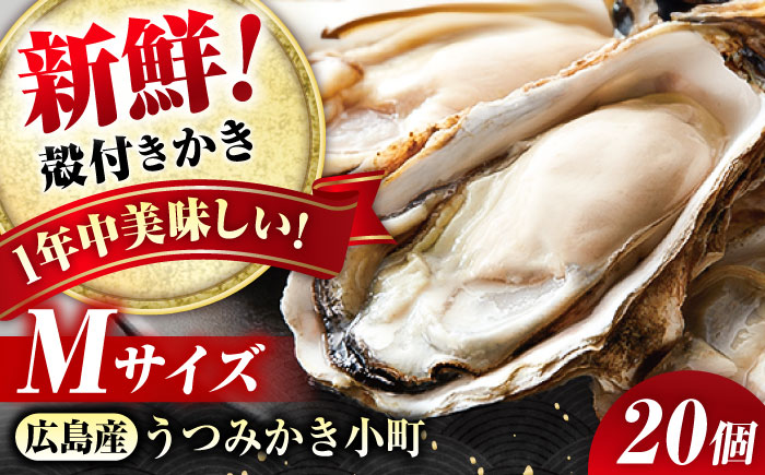 夏も冬もおいしい！厳選！広島産かき〈Mサイズ20個〉年中うまい！丹精込めた「うつみかき小町」（殻付き）」【かき小町 牡蠣 カキ 殻付 焼き牡蠣バーベキュー蒸し牡蠣 魚介 海産物】広島県福山市/カネト海苔水産株式会社 [BAAQ008]