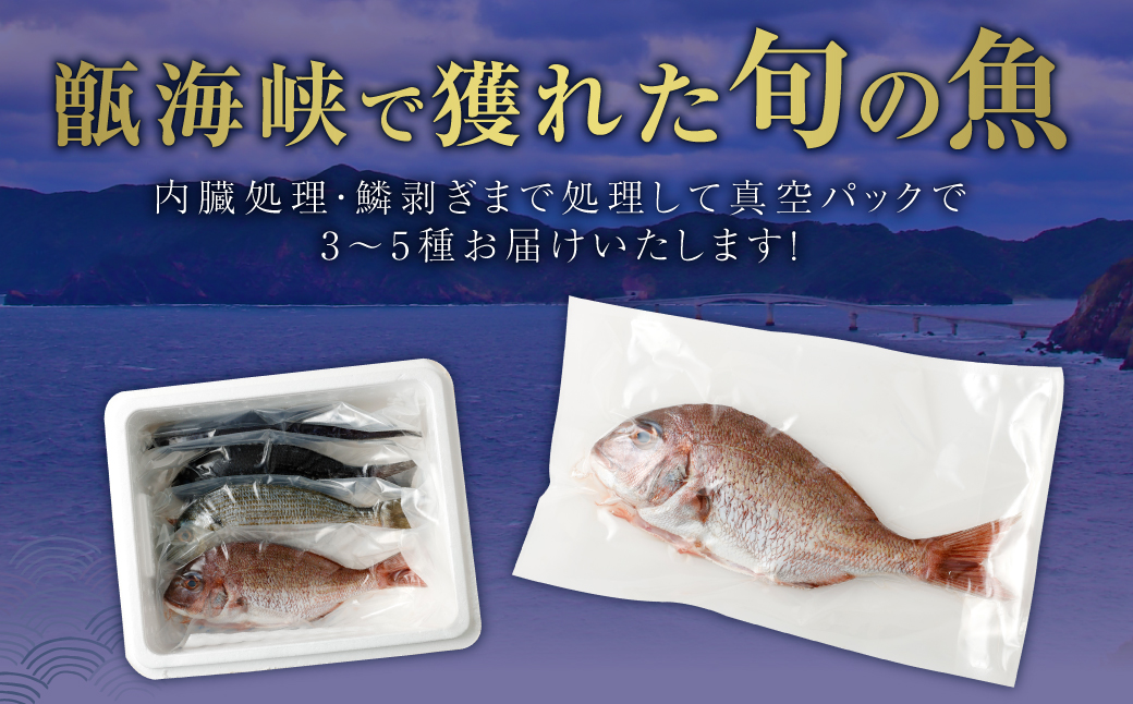 【配送指定日必須】甑海峡 天然鮮魚詰め合わせセット_ss0754_CR