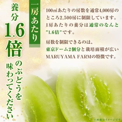 【発送月固定定期便】【農林水産大臣賞受賞!!】山梨の白桃とシャインマスカットの全2回　各1kg以上【配送不可地域：離島・沖縄県】