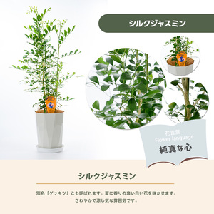 【観葉植物】シルクジャスミン70cm～90cm(鎌ヶ迫園芸場/IB086-005)