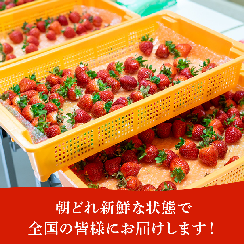 【 いちご 】 食べ比べ 560g 苺 イチゴ ストロベリー 産地直送 ご当地 果物 くだもの フルーツ デザート 朝どれ 完熟 食品 冷蔵 げんき農場 埼玉県 羽生市 約 560g
