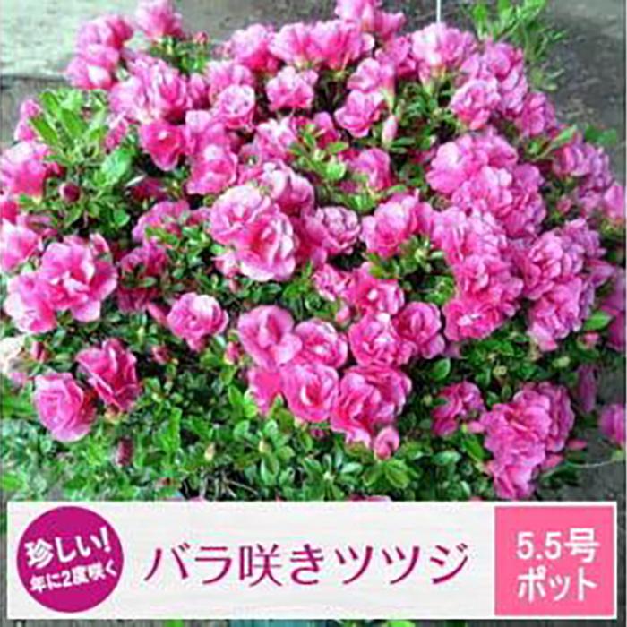【ふるさと納税】珍しい!年に2度咲くバラ咲きツツジ6号(18cm)鉢植え (ガーデニング用)