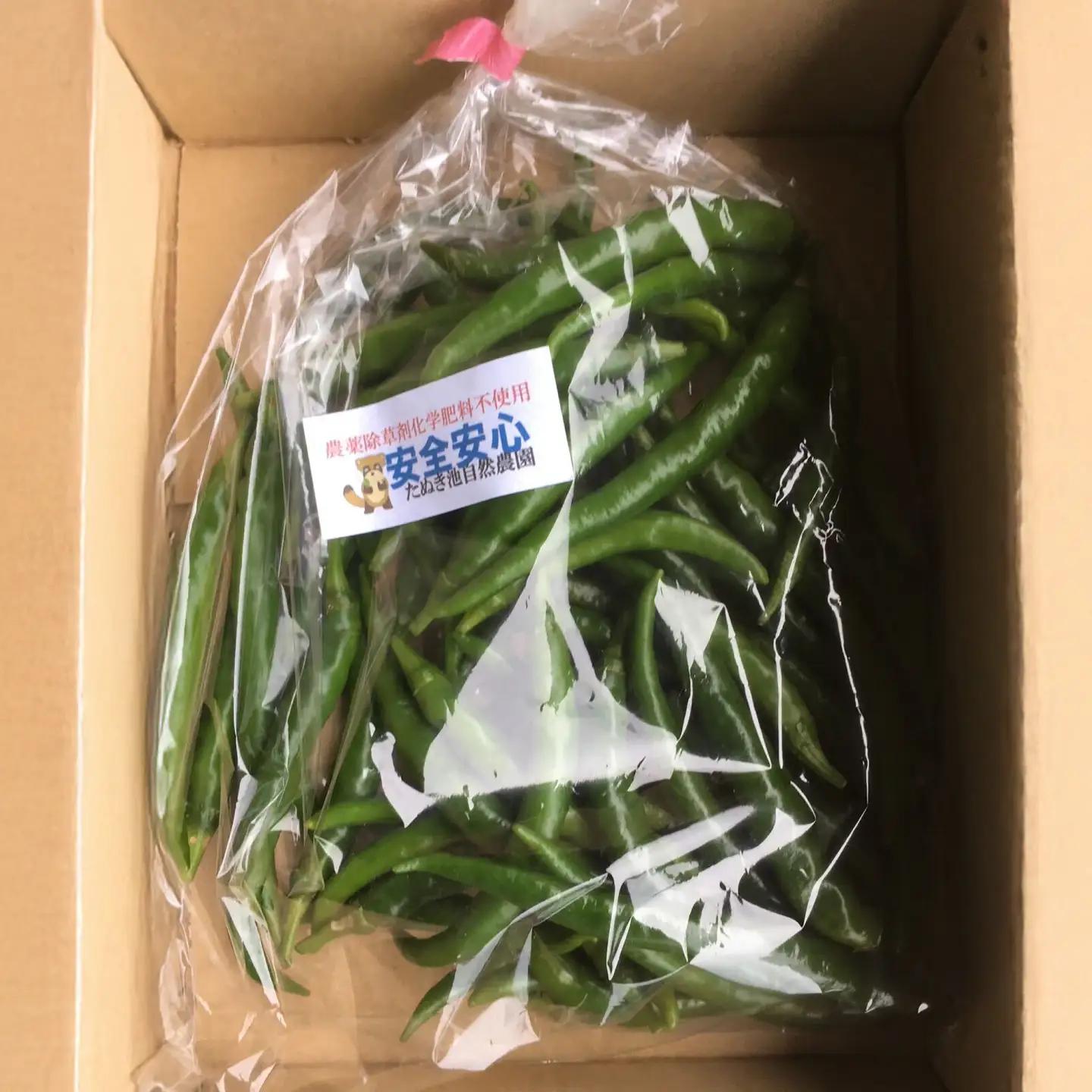 【栽培期間中農薬不使用】青唐辛子 フレッシュ 200g  大村市 たぬき池自然農園/ 唐辛子 生唐辛子 トウガラシ とうがらし[ACCJ005]