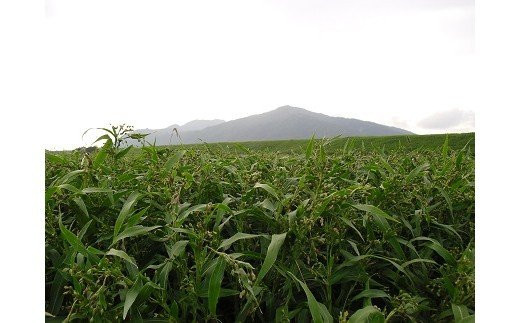 【定期便3回】発芽焙煎出雲はとむぎ茶(24本） を毎月お届け！
