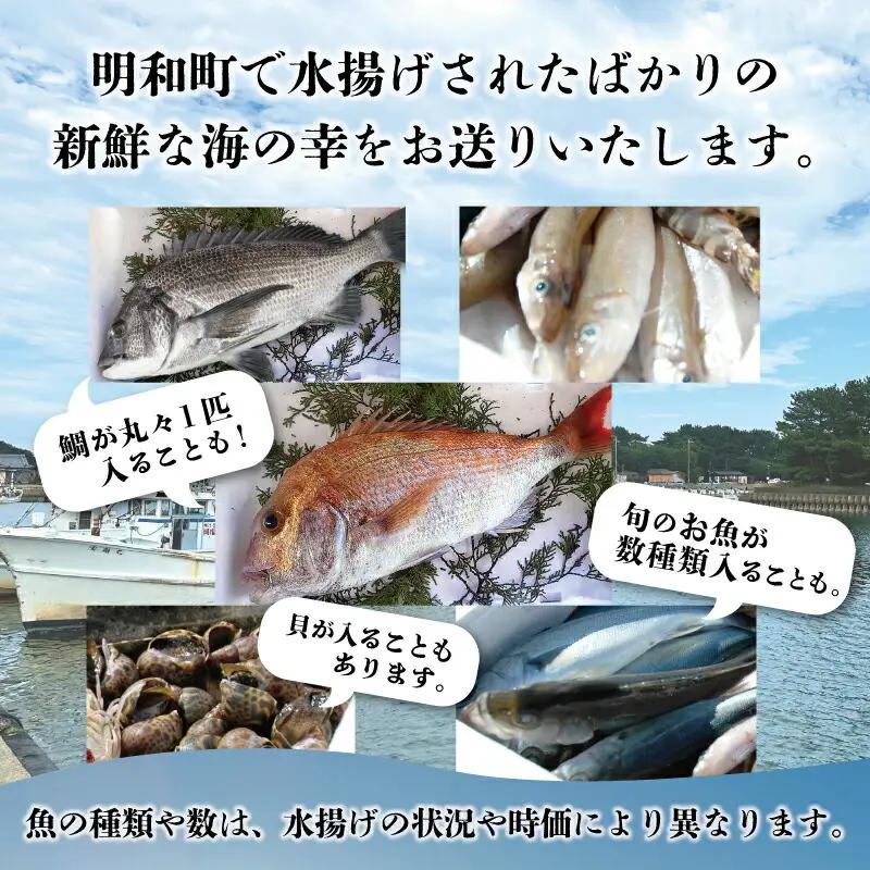 伊勢湾直送 なにが届くかな 明和の海産ガチャ Sサイズ 魚 貝 干物 海藻 新鮮 海鮮 海産 直送 海 漁師 おまかせ 旬 季節 お楽しみ 選べる内容量 I52