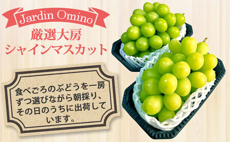 【先行受付2025年発送】シャインマスカット プレミアム 2房1.1kg以上｜Jardin Omino　※2025年9月初旬~10月中旬に発送予定　シャインマスカットシャインマスカットシャインマスカッ