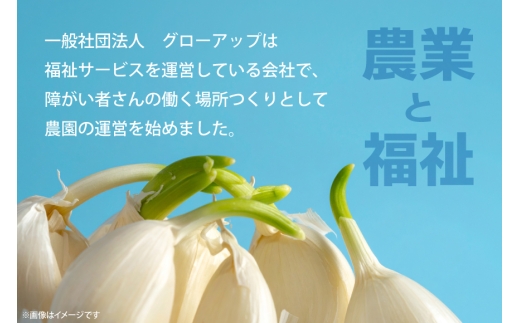 にんにく 満点にんにく 20袋 3回 定期便 [グローアップ 愛知県 岡崎市 ok23bzw550009] ニンニク 大蒜 ガーリック 発芽 野菜 やさい 生にんにく 国産