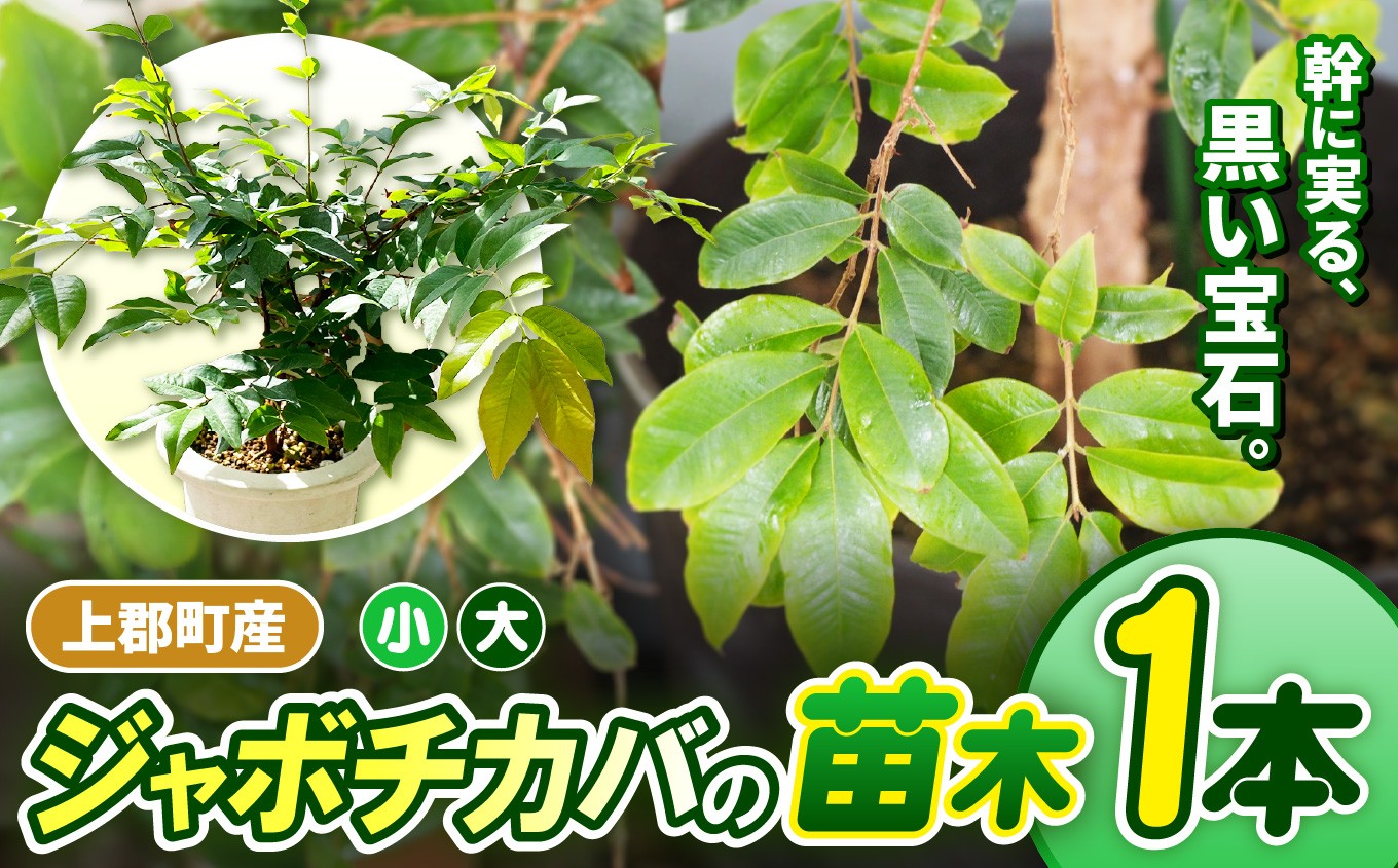 
                  【選べるサイズ】上郡町産 ジャボチカバの苗木 | ジャボチカバ 果樹 苗木 鉢植え 果物 果実 フルーツ おいしい 甘酸っぱい ジューシー 自家栽培 育てやすい ベランダ 耐寒性 家庭菜園 珍奇 植物 兵庫県 上郡町
                