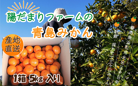 みかん 先行予約 三ヶ日みかん 青島 5kg 陽だまりファーム 三ヶ日 青島みかん 果物 フルーツ 柑橘 柑橘類 旬 冬 旬の果物 旬のフルーツ 産地直送 静岡 静岡県 浜松市 先行 予約 2026 2026年 1月上旬より順次発送