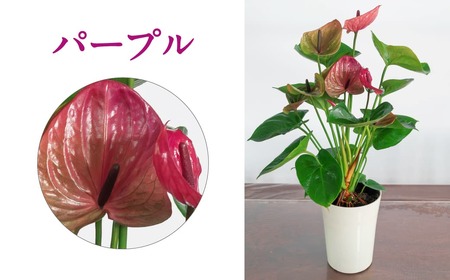 愛んすりうむ アンスリウム Ｓ A-D12 花 観葉植物 贈り物 湖東フラワー 東近江 花 ひがしおうみ