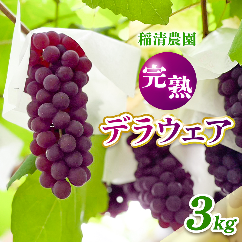 【2026年先行予約】数量限定 デラウェア3kg（15房前後）6月下旬～7月下旬発送特選 期間限定 ぶどう 葡萄 フルーツ 果物 くだもの 人気 贈答用 ギフト 先行予約 種なし旬 新鮮 家庭用 プレ