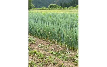 【先行予約】 長ねぎ(土付き)  約2kg 【 ねぎ 長ネギ 白ねぎ 根深ねぎ 産地直送 新鮮 料理 野菜 岩手県 陸前高田市 】 2025年11月下旬から発送予定 RT2756