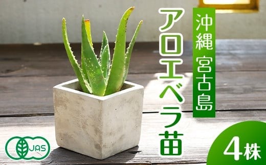 アロエベラ 苗 4株 沖縄・宮古島産｜有機JAS 観葉植物