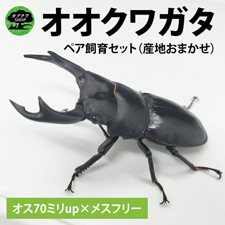 【ふるさと納税】【産地おまかせペア】【数量限定】ペアオオクワガタ♂♀（オス70ミリup×メスフリー）ペア飼育セット【クワガタ クワガタムシ カブトムシ 昆虫 虫 国産 飼育 セット 夏休み 自由研究 鹿嶋市 茨城県】（KBY-7）