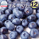 【ふるさと納税】相良村産 ブルーベリー 1.2kg 数量限定 とよはら農園 熊本県産 九州産 果物 旬 フルーツ スムージー ジャム ヨーグルト 冷蔵 送料無料