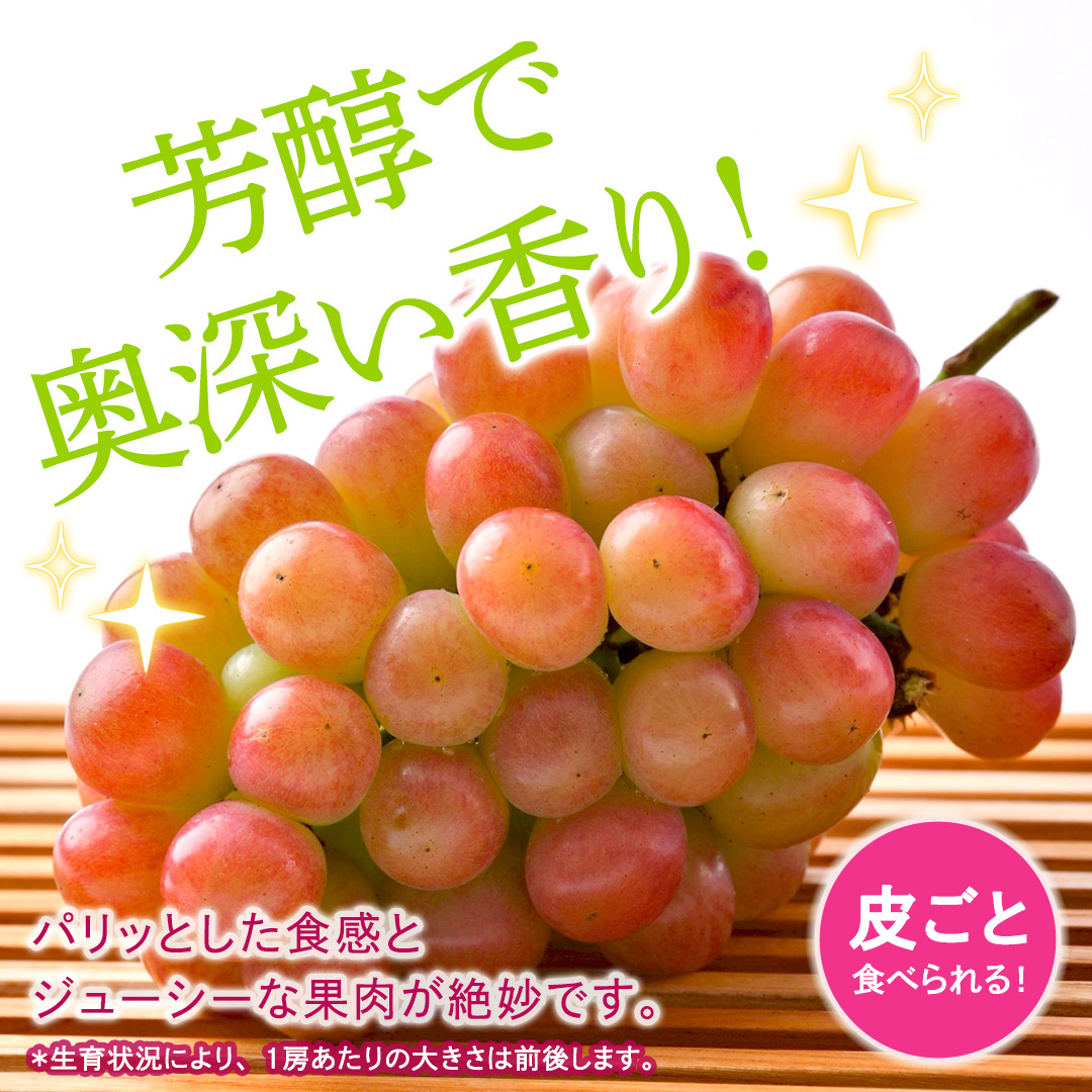 我が道 約1.3kg （約2房）【2026年8月より発送開始】（茨城県共通返礼品 [ぶどう]：結城市産） ぶどう ブドウ 葡萄 我が道 黒ぶどう 皮ごと 高級 国産 ふるさと納税 [FC19-NT]_