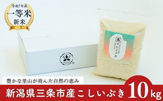 【新潟産米】新潟県産こしいぶき 10kg 新潟産1等米 2025年産 三条市保内産 新潟産精米 新潟産白米 令和7年産 新潟産米 【032S041】