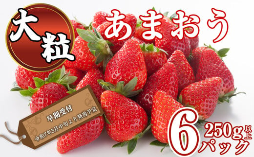 
大粒 福岡県産 あまおう 250g 以上 × 6パック 【 2025年 令和7年 先行予約 】 ブランド いちご SF053-1
